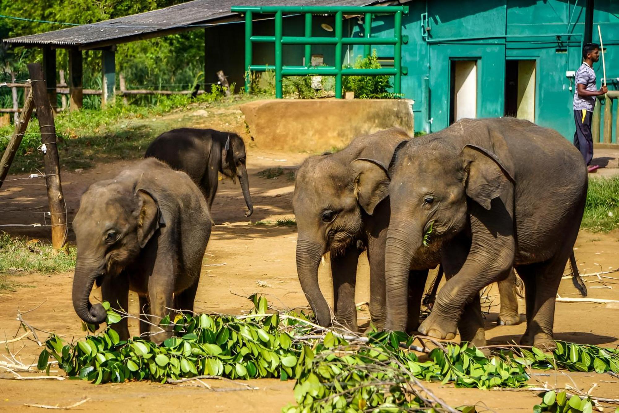 Little Ele Safari Lodge ウダワラウェ エクステリア 写真