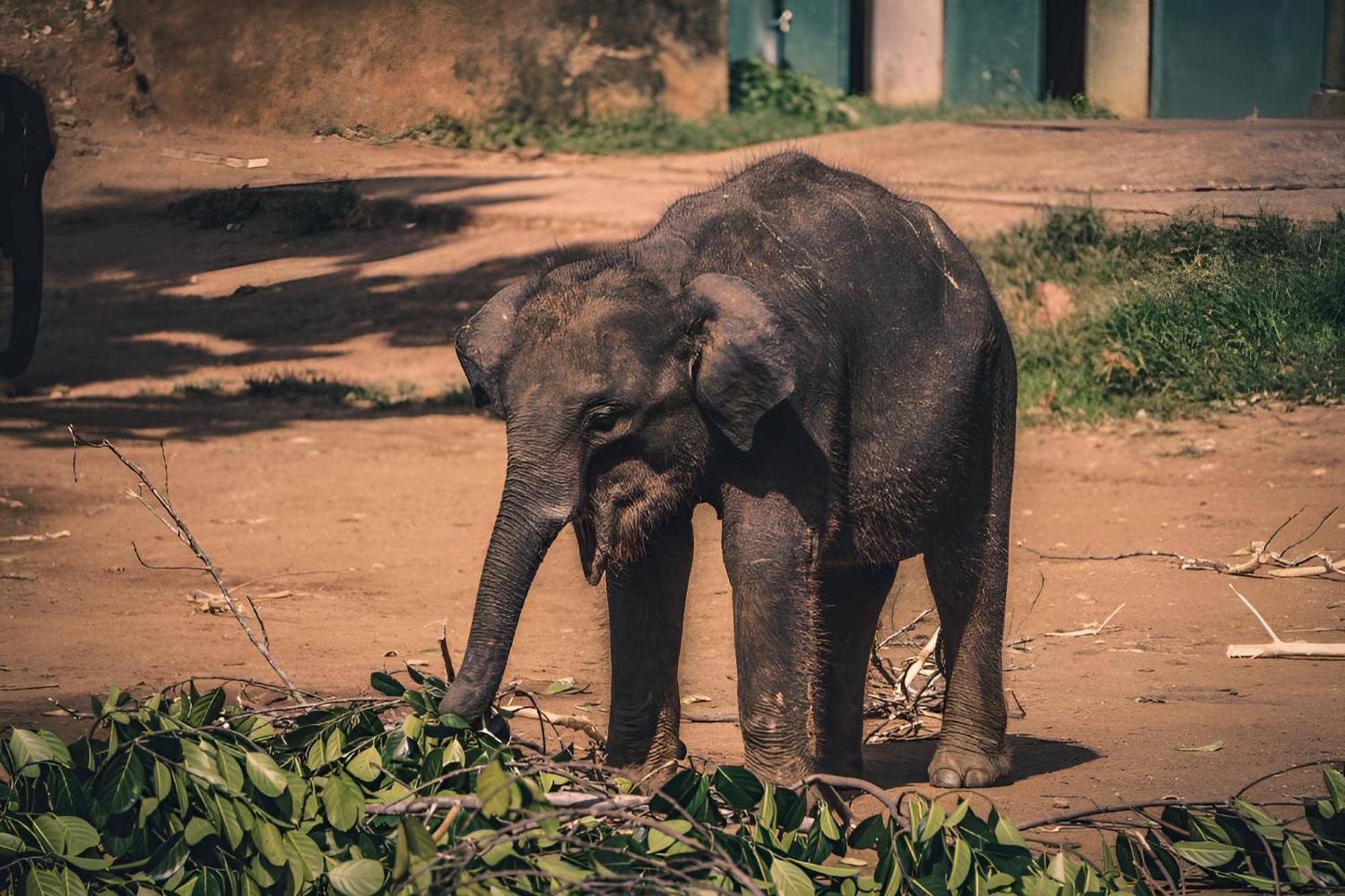 Little Ele Safari Lodge ウダワラウェ エクステリア 写真